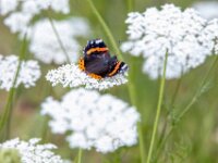 Natuurdomein "De Kam" Tielt - 02 aug 2020 © Acx Dirk