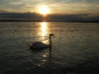 Bodensee Sunset 04