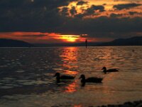 Bodensee Sunset 11