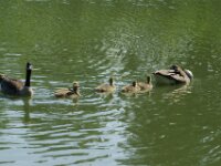 Brielmeersen (53)