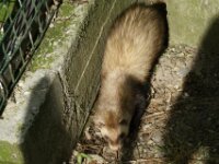 Brielmeersen (63)