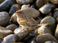 Bodensee Birds 15
