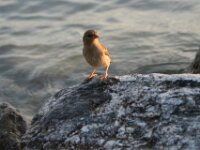 Bodensee Birds 17