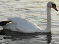 Bodensee Birds 18