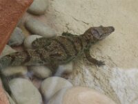 Paradisio Reptiel 02