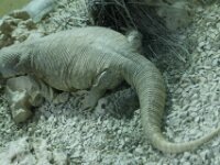 Paradisio Reptiel 11