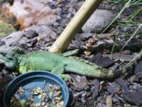 Paradisio Reptiel 14