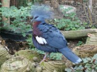 Paradisio Vogels 06