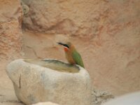 Paradisio Vogels 08
