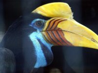 Paradisio Vogels 15
