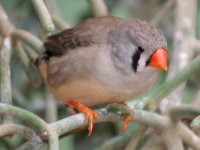 Paradisio Vogels 17