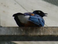 Paradisio Vogels 23