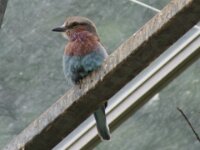Paradisio Vogels 25
