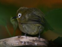 Paradisio Vogels 26