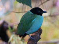 Paradisio Vogels 28