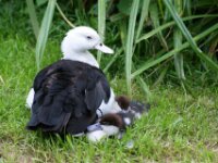 Paradisio Vogels 30