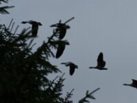Paradisio Vogels 41