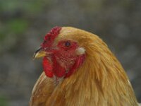 Paradisio Vogels 45