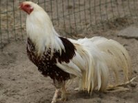 Paradisio Vogels 48