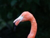 Paradisio Vogels 61