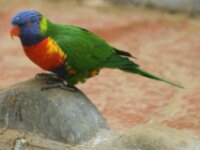 Paradisio Vogels 64