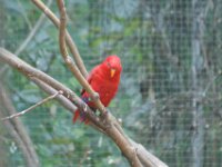 Paradisio Vogels 67