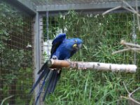 Paradisio Vogels 68