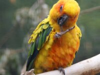 Paradisio Vogels 70
