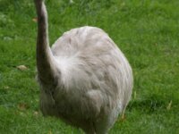 Paradisio Vogels 79