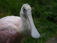 Paradisio Vogels 86