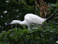 Paradisio Vogels 88