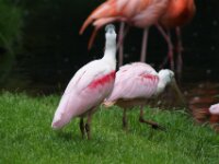 Paradisio Vogels 89