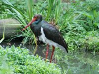 Paradisio Vogels 92