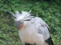 Paradisio Vogels 97a