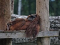 Aywaille Monde Sauvage 218