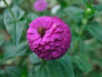Brielmeersen 2009 047