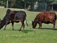 Brielmeersen 2009 139
