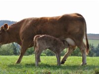 Herfstrit Esch sur Sure 137