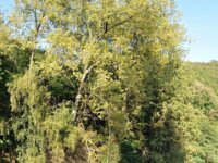 Esch sur Sure 031