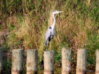 Reiger (0)
