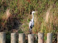 Reiger (1)