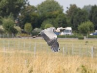 Reiger (11)