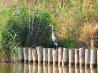Reiger (1a)