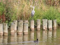Reiger (5)