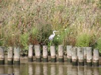 Reiger (8)