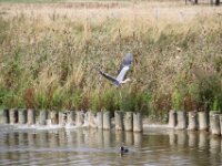 Reiger (9)