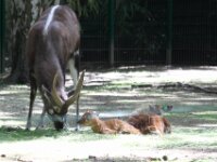 Basterdwaterbok (2)