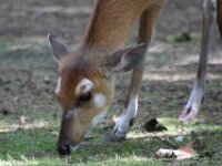 Basterdwaterbok (3)