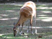 Basterdwaterbok (4)