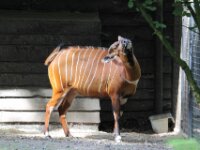 Bongo (2)